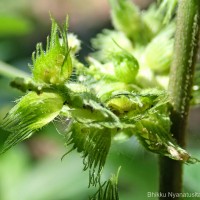 Acalypha ciliata Forssk.